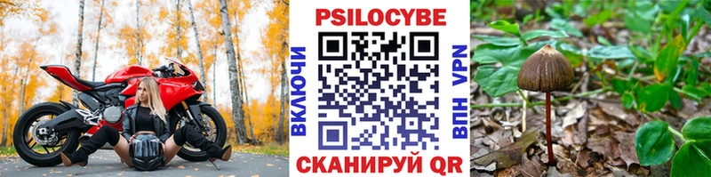 Псилоцибиновые грибы Psilocybe  цены   Собинка 